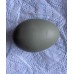 Fosters Olive Egg Hybrid 